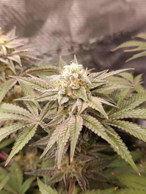 Cherry strudel Sherbisnky/Sensi seeds. Week 11