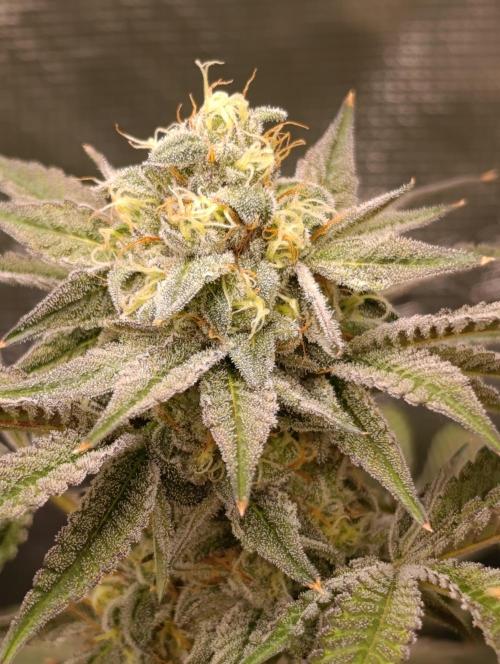 Cherry strudel Sherbisnky/Sensi seeds. Week 11