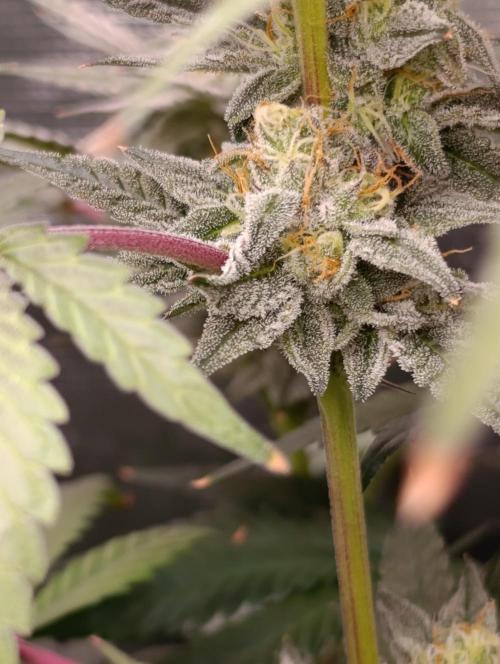 Cherry strudel Sherbisnky/Sensi seeds. Week 11