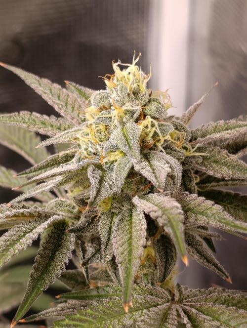 Cherry strudel Sherbisnky/Sensi seeds. Week 11