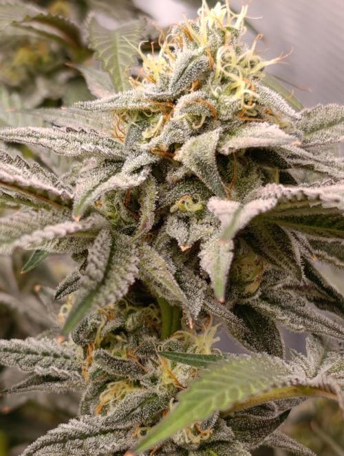 Cherry strudel Sherbisnky/Sensi seeds. Week 11
