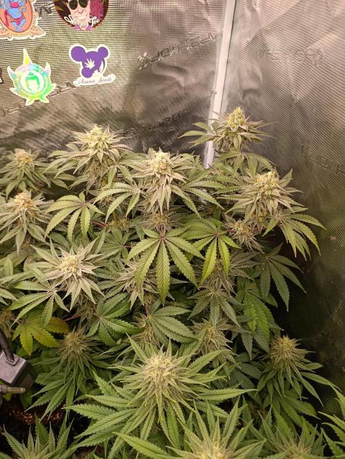 Cherry strudel Sherbisnky/Sensi seeds. Week 11
