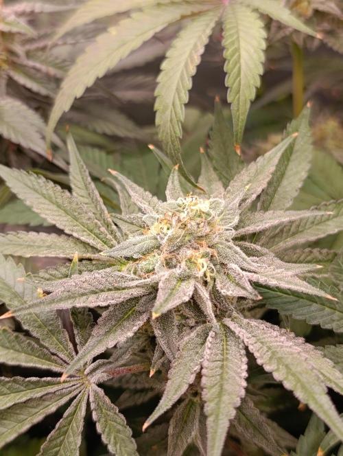 Cherry strudel Sherbisnky/Sensi seeds. Week 11