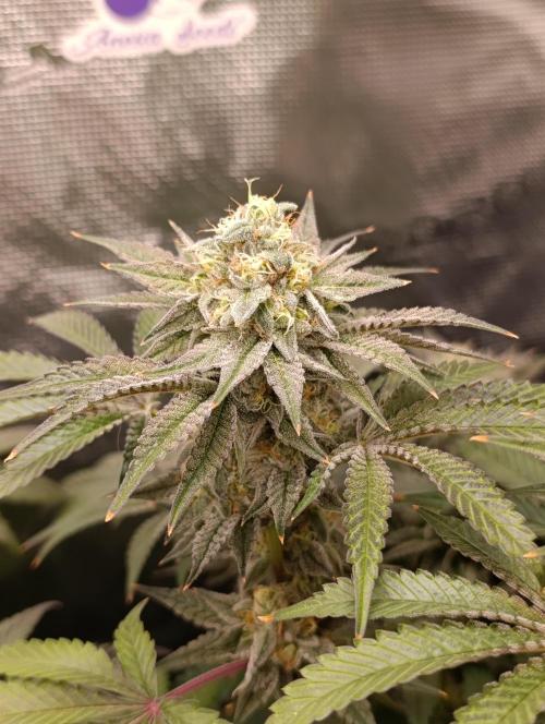 Cherry strudel Sherbisnky/Sensi seeds. Week 11