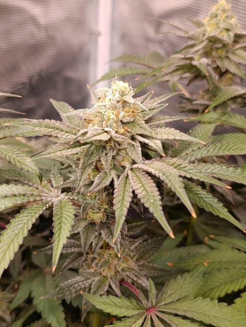 Cherry strudel Sherbisnky/Sensi seeds. Week 11