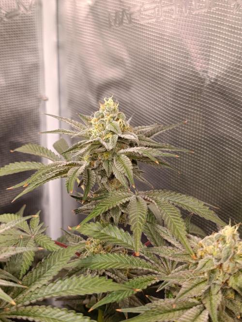 Cherry strudel Sherbisnky/Sensi seeds. Week 11