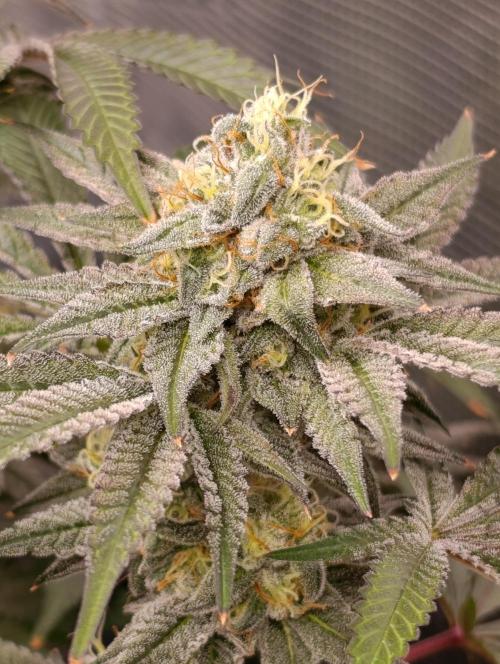 Cherry strudel Sherbisnky/Sensi seeds. Week 11