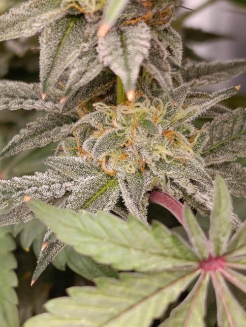 Cherry strudel Sherbisnky/Sensi seeds. Week 11