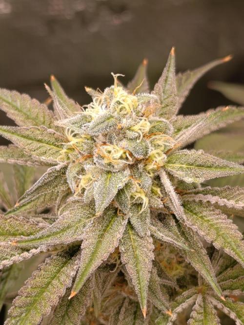 Cherry strudel Sherbisnky/Sensi seeds. Week 11