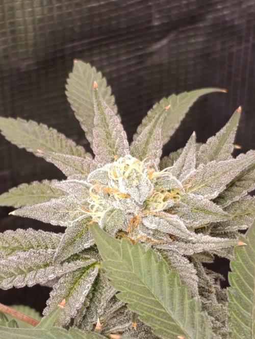 Cherry strudel Sherbisnky/Sensi seeds. Week 11