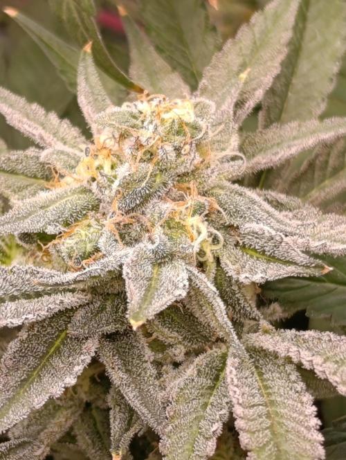 Cherry strudel Sherbisnky/Sensi seeds. Week 11