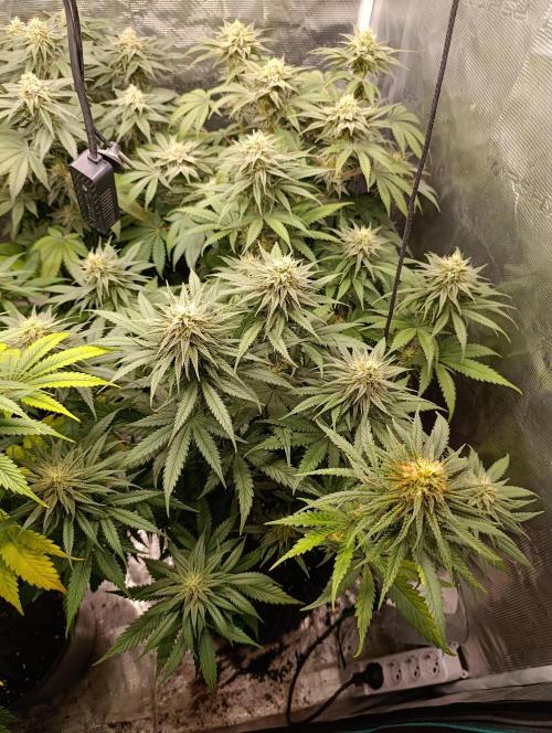 Malasana cookies/Exotic seeds. Week 12