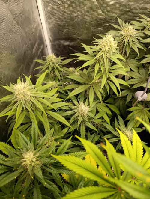 Malasana cookies/Exotic seeds. Week 12