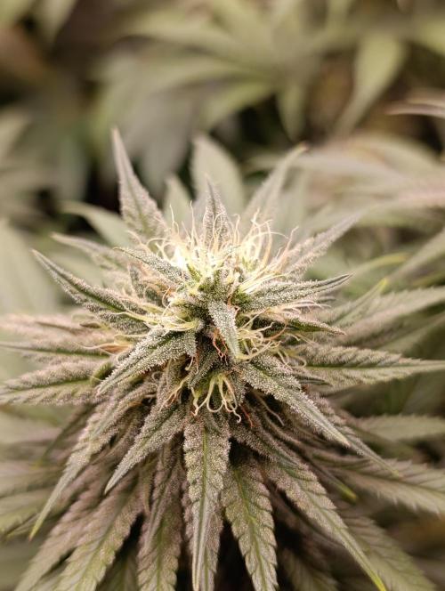 Malasana cookies/Exotic seeds. Week 12