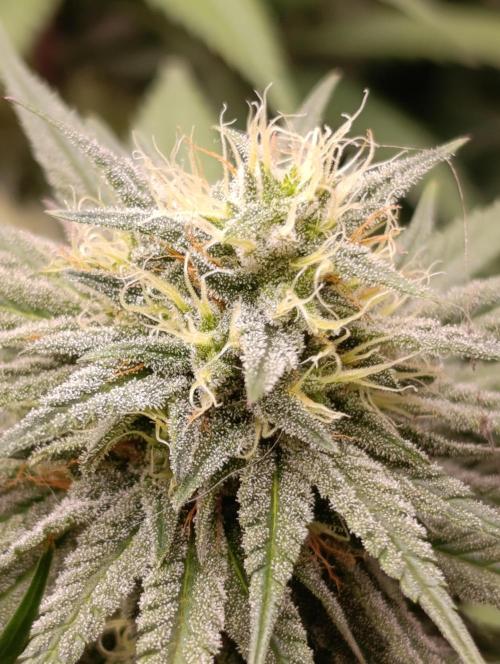 Malasana cookies/Exotic seeds. Week 12