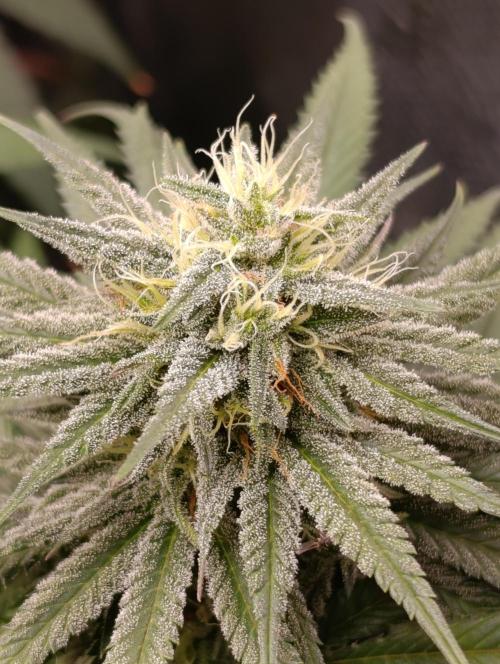 Malasana cookies/Exotic seeds. Week 12