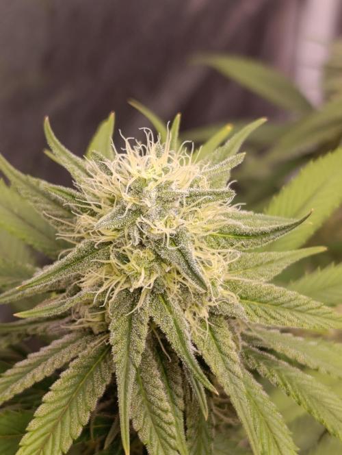 Malasana cookies/Exotic seeds. Week 12