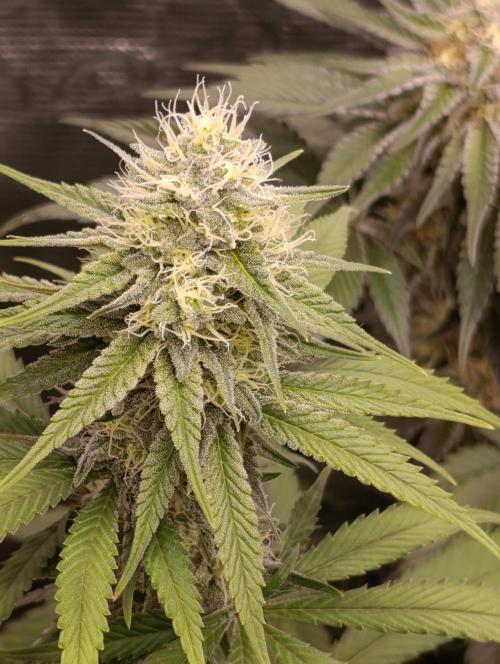 Malasana cookies/Exotic seeds. Week 12