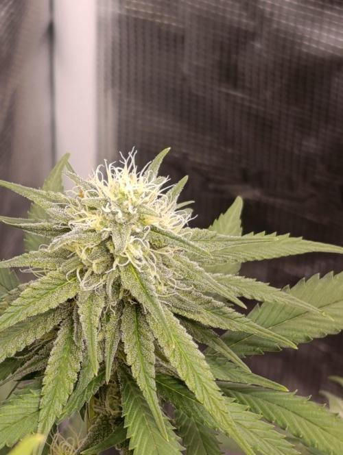 Malasana cookies/Exotic seeds. Week 12