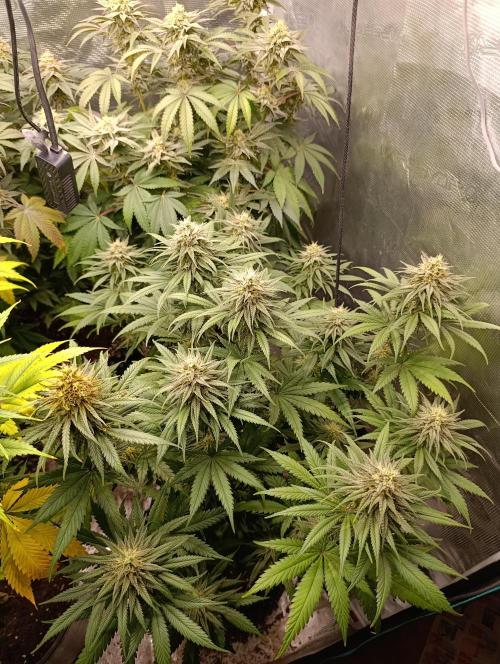 Malasana cookies/Exotic seeds. Week 12