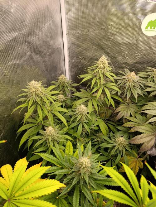 Malasana cookies/Exotic seeds. Week 12
