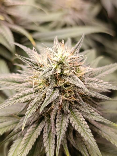 Malasana cookies/Exotic seeds. Week 12