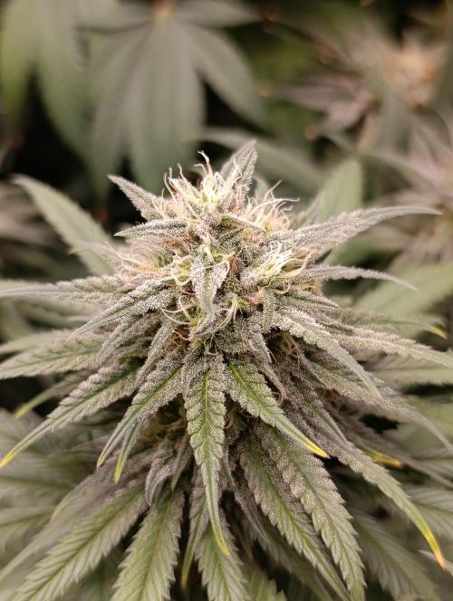 Malasana cookies/Exotic seeds. Week 12