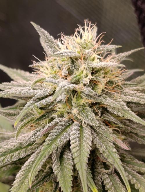 Malasana cookies/Exotic seeds. Week 12