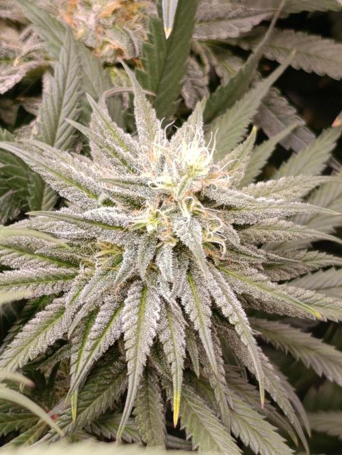 Malasana cookies/Exotic seeds. Week 12