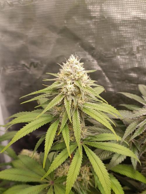Malasana cookies/Exotic seeds. Week 12