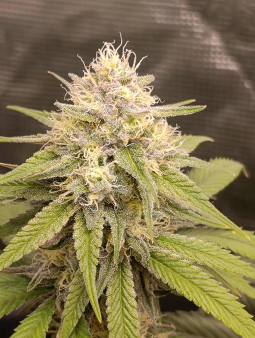 Malasana cookies/Exotic seeds. Week 12