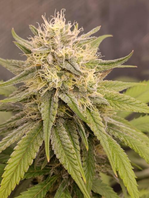 Malasana cookies/Exotic seeds. Week 12