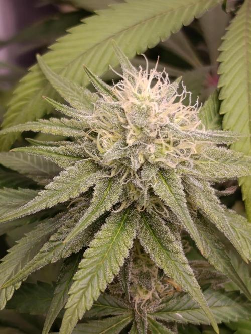 Malasana cookies/Exotic seeds. Week 12