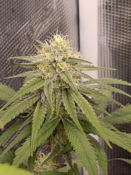 Malasana cookies/Exotic seeds. Week 12
