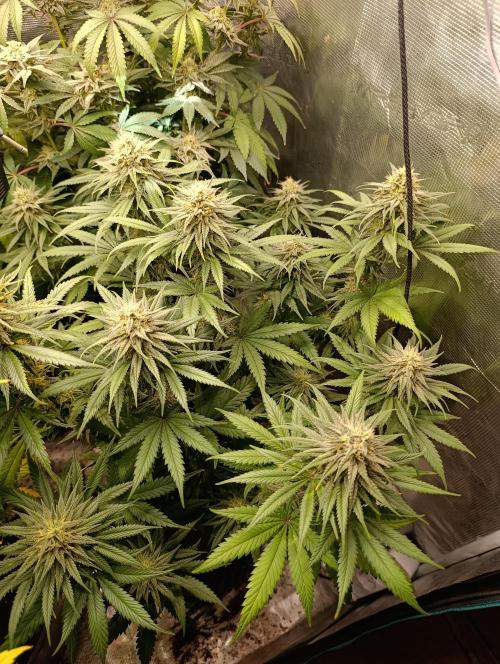 Malasana cookies/Exotic seeds. Week 12