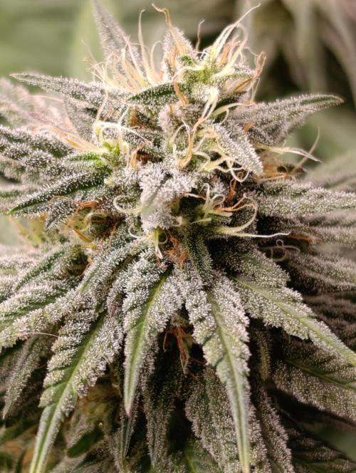 Malasana cookies/Exotic seeds. Week 12