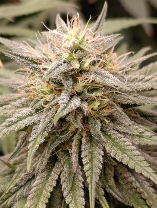 Malasana cookies/Exotic seeds. Week 12