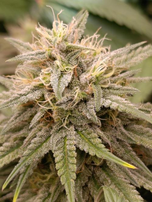Malasana cookies/Exotic seeds. Week 12