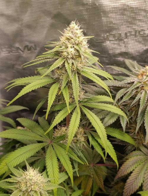 Malasana cookies/Exotic seeds. Week 12