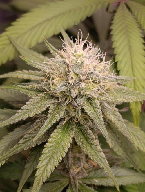 Malasana cookies/Exotic seeds. Week 12