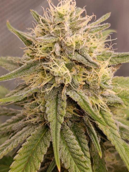 Malasana cookies/Exotic seeds. Week 12