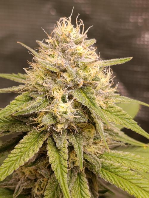 Malasana cookies/Exotic seeds. Week 12
