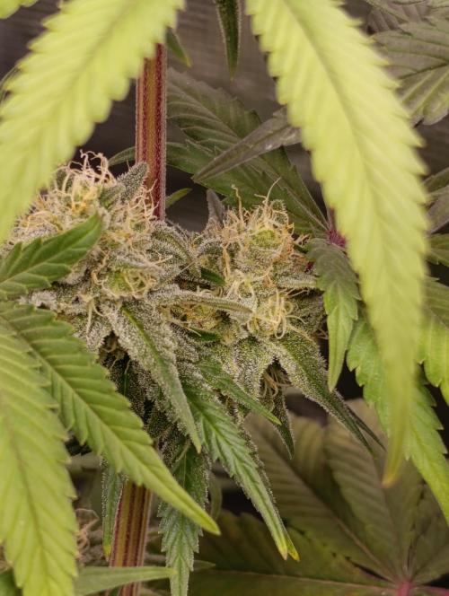 Malasana cookies/Exotic seeds. Week 12