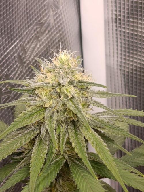 Malasana cookies/Exotic seeds. Week 12