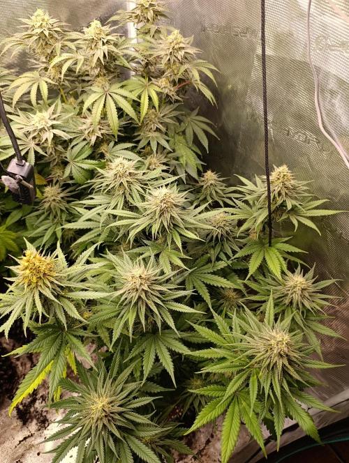 Malasana cookies/Exotic seeds. Week 12