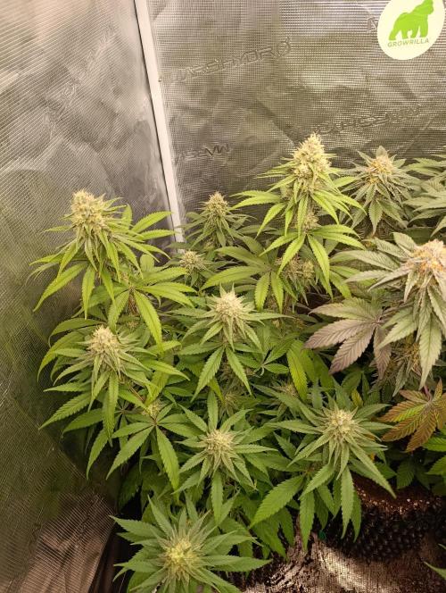 Malasana cookies/Exotic seeds. Week 12