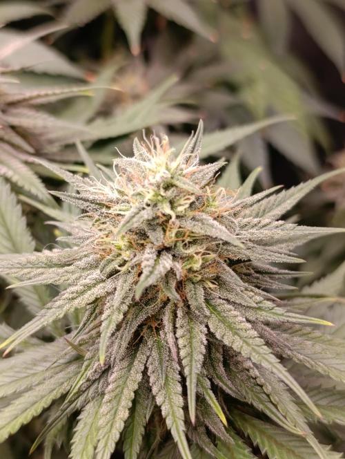 Malasana cookies/Exotic seeds. Week 12