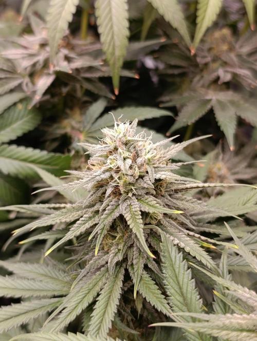 Malasana cookies/Exotic seeds. Week 12