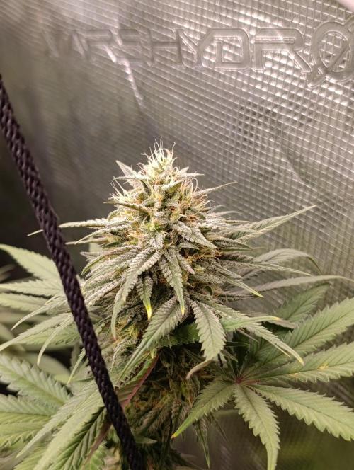 Malasana cookies/Exotic seeds. Week 12