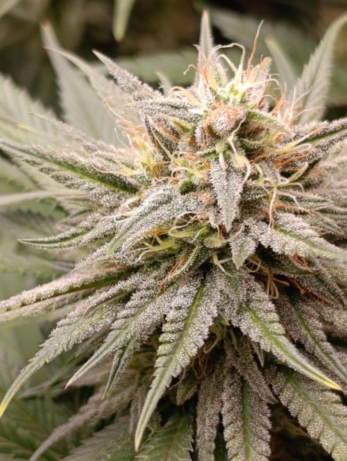 Malasana cookies/Exotic seeds. Week 12